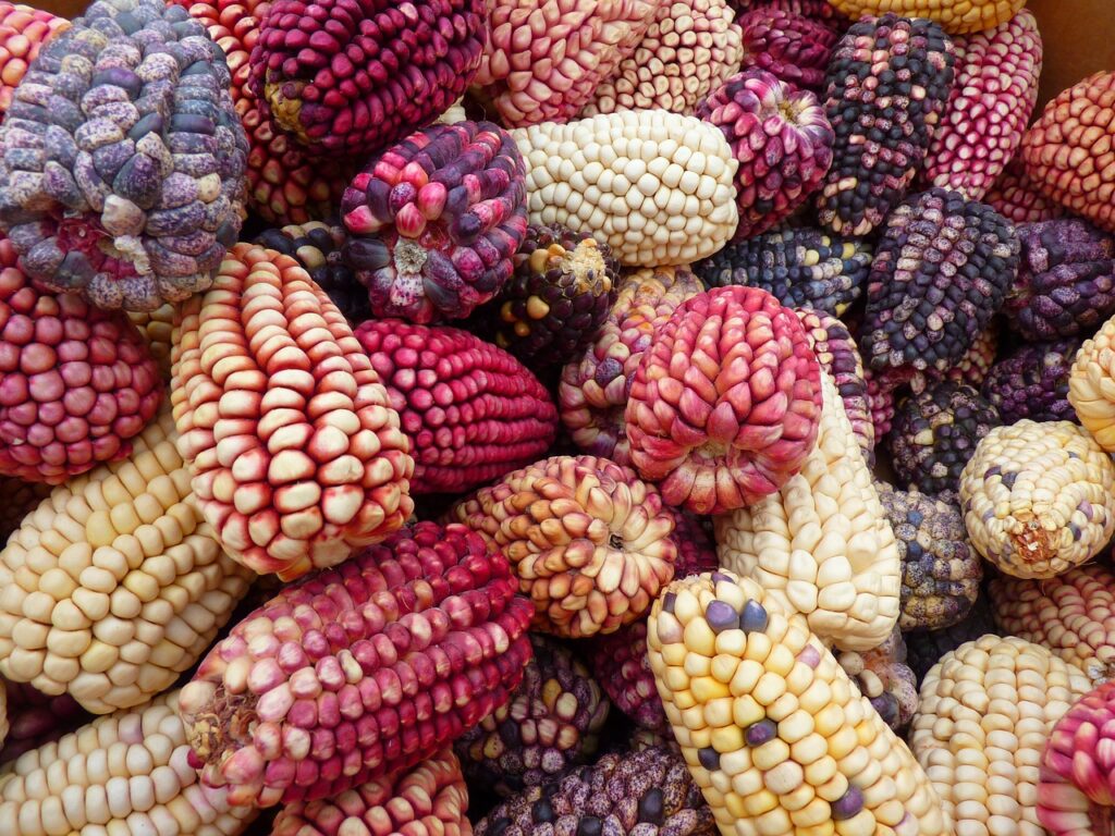 corn, corn varieties, peru-43314.jpg