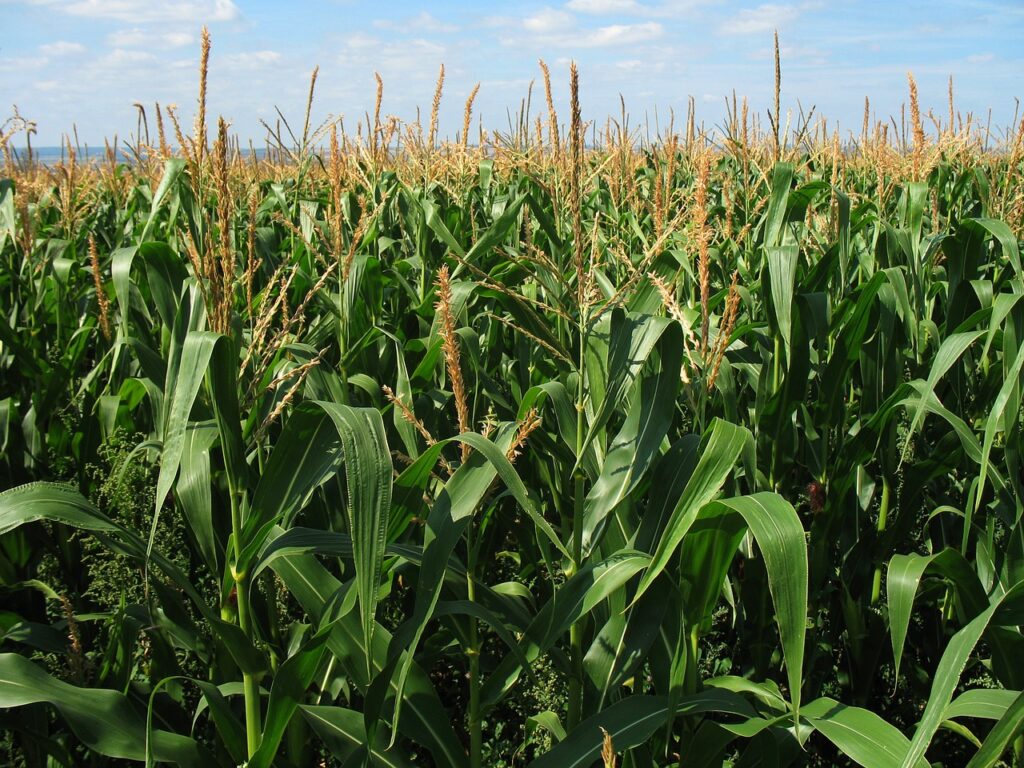 corn field, crop, agriculture-1935.jpg