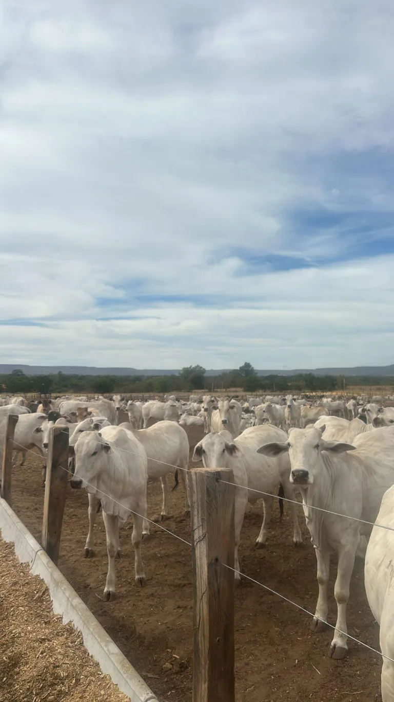 WhatsApp Image 2025-07-09 at 12.51.08